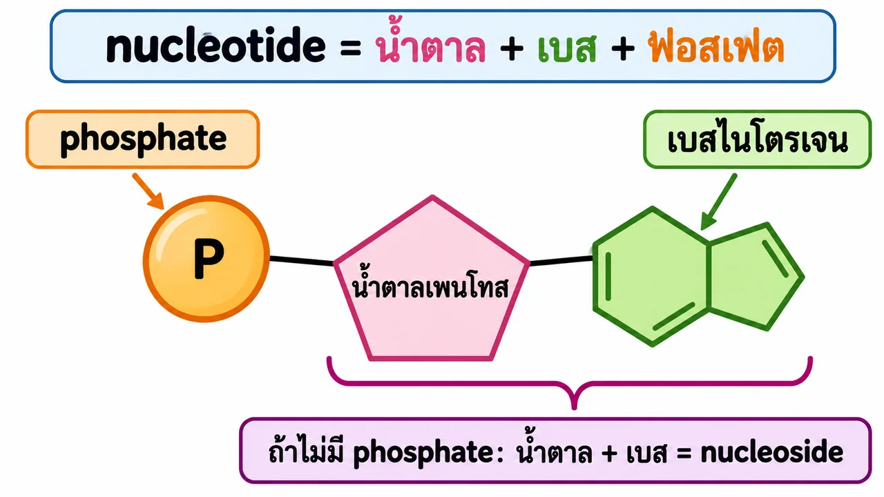 แผนภาพเชื่อม phosphate และเบสไนโตรเจนเข้ากับน้ำตาลเพนโทสคนละด้าน พร้อมวงเล็บแสดงว่าน้ำตาลกับเบสโดยไม่มี phosphate เรียกว่า nucleoside