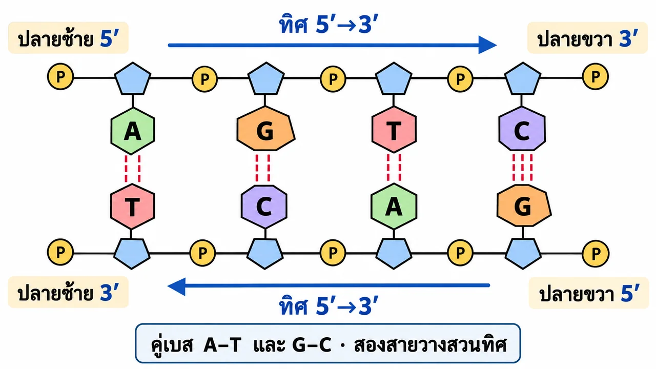 ภาพ DNA สองสายมีคู่เบส A–T, G–C, T–A และ C–G; ลูกศรทิศ 5′→3′ ของสองสายชี้สวนกัน และป้ายปลายสายระบุตำแหน่ง 5′ กับ 3′