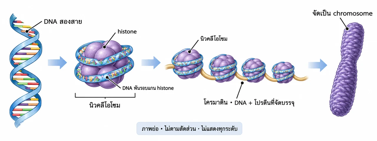 จากซ้ายไปขวา DNA สองสายพันรอบแกน histone เป็น nucleosome หลายหน่วยรวมเป็นเส้น chromatin แล้วบรรจุแน่นเป็น chromosome; ภาพย่อไม่ตามสัดส่วนและไม่แสดงทุกระดับ