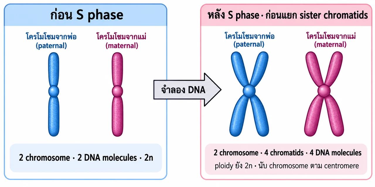 เซลล์ดิพลอยด์แสดง chromosome จากพ่อและแม่เป็นแท่งเดี่ยวก่อน S; หลังจำลอง DNA แต่ละแท่งเป็น X มี sister chromatids สองเส้น จึงมี 2 chromosomes แต่ 4 chromatids และ 4 DNA molecules