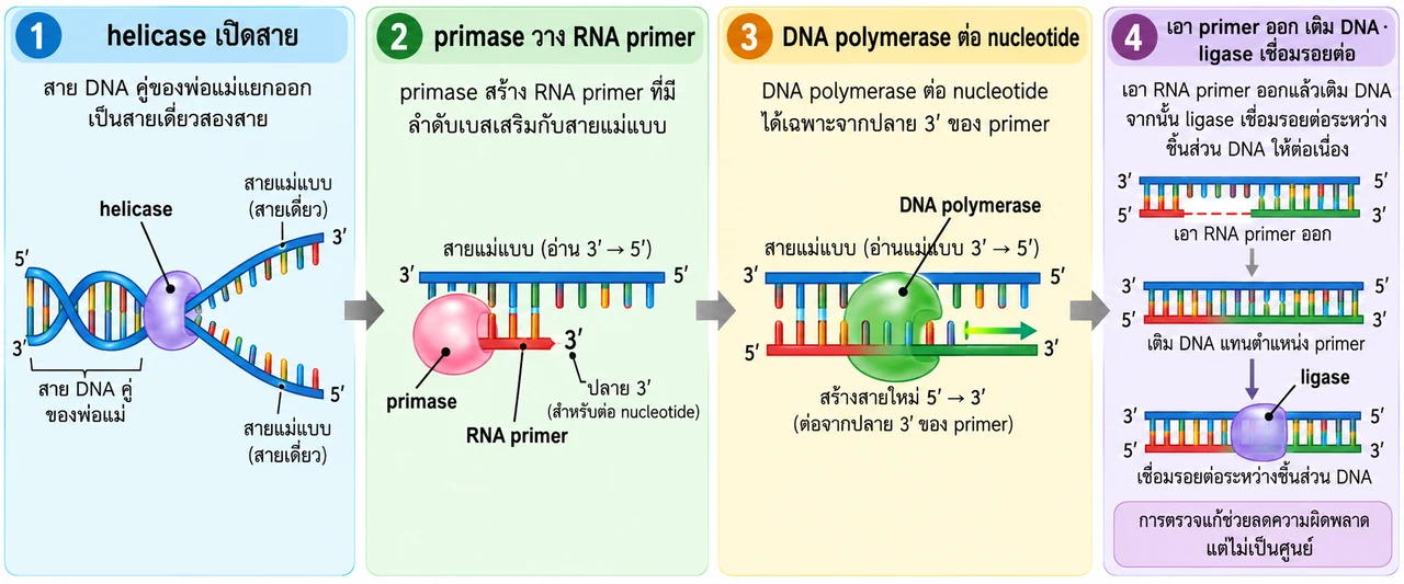 สี่ขั้นแสดง helicase แยก DNA, primase วาง RNA primer, DNA polymerase อ่านแม่แบบ 3′→5′ และต่อสายใหม่ 5′→3′ จากปลาย 3′, จากนั้นเอา primer ออกเติม DNA และ ligase เชื่อมรอยต่อ