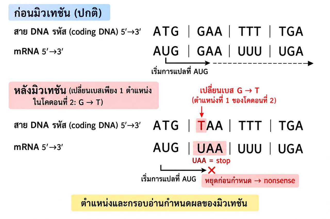ก่อนมิวเทชัน coding DNA ATG GAA TTT TGA ให้ mRNA AUG GAA UUU UGA; หลังเปลี่ยน G เป็น T ใน codon ที่สอง mRNA เปลี่ยน GAA เป็น UAA stop จึงยุติการแปลก่อน codon ถัดไป