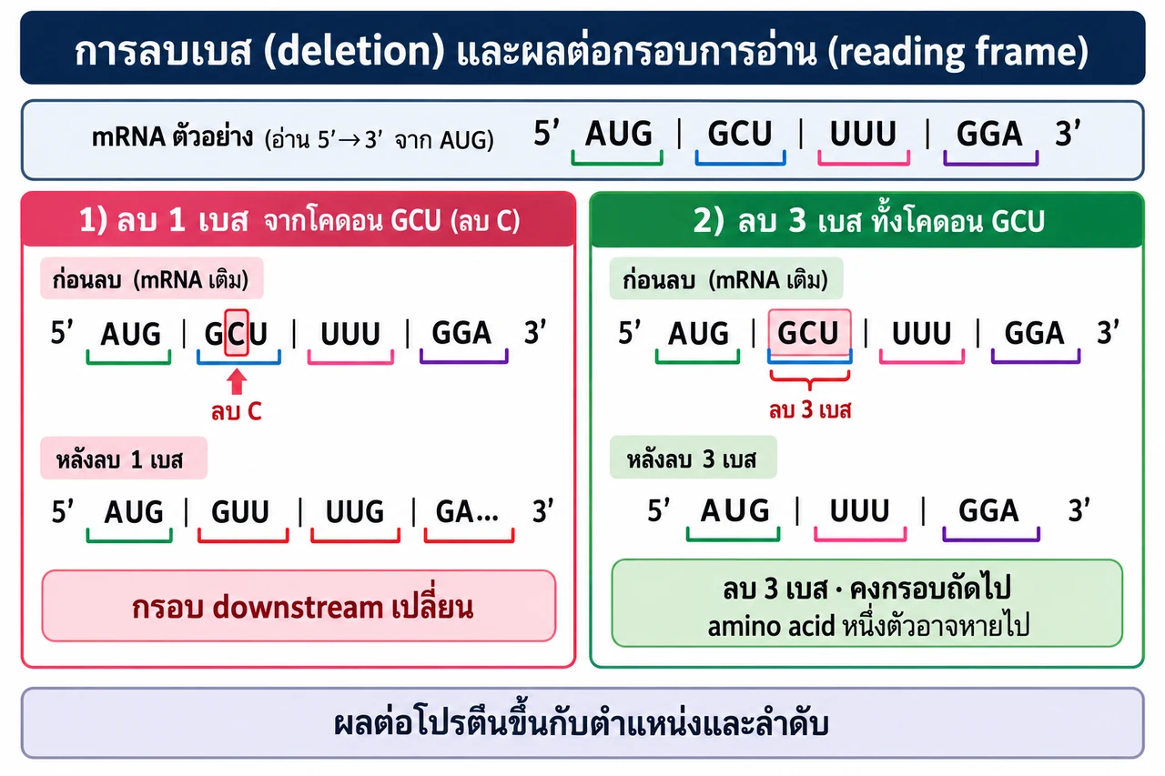 mRNA เดิม AUG GCU UUU GGA: เมื่อลบ C จาก GCU จะอ่านเป็น AUG GUU UUG GA…; เมื่อลบทั้ง codon GCU จะได้ AUG UUU GGA โดยกรอบ downstream ยังตรงเดิมและ amino acid หนึ่งตัวอาจหาย