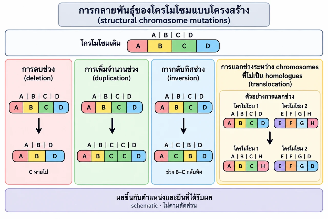 จากลำดับ A–B–C–D แสดง deletion เป็น A–B–D, duplication เป็น A–B–C–C–D, inversion เป็น A–C–B–D และ translocation แลก D กับ H ระหว่าง chromosome 1 และ 2; ผลขึ้นกับตำแหน่งและยีนที่ได้รับผล