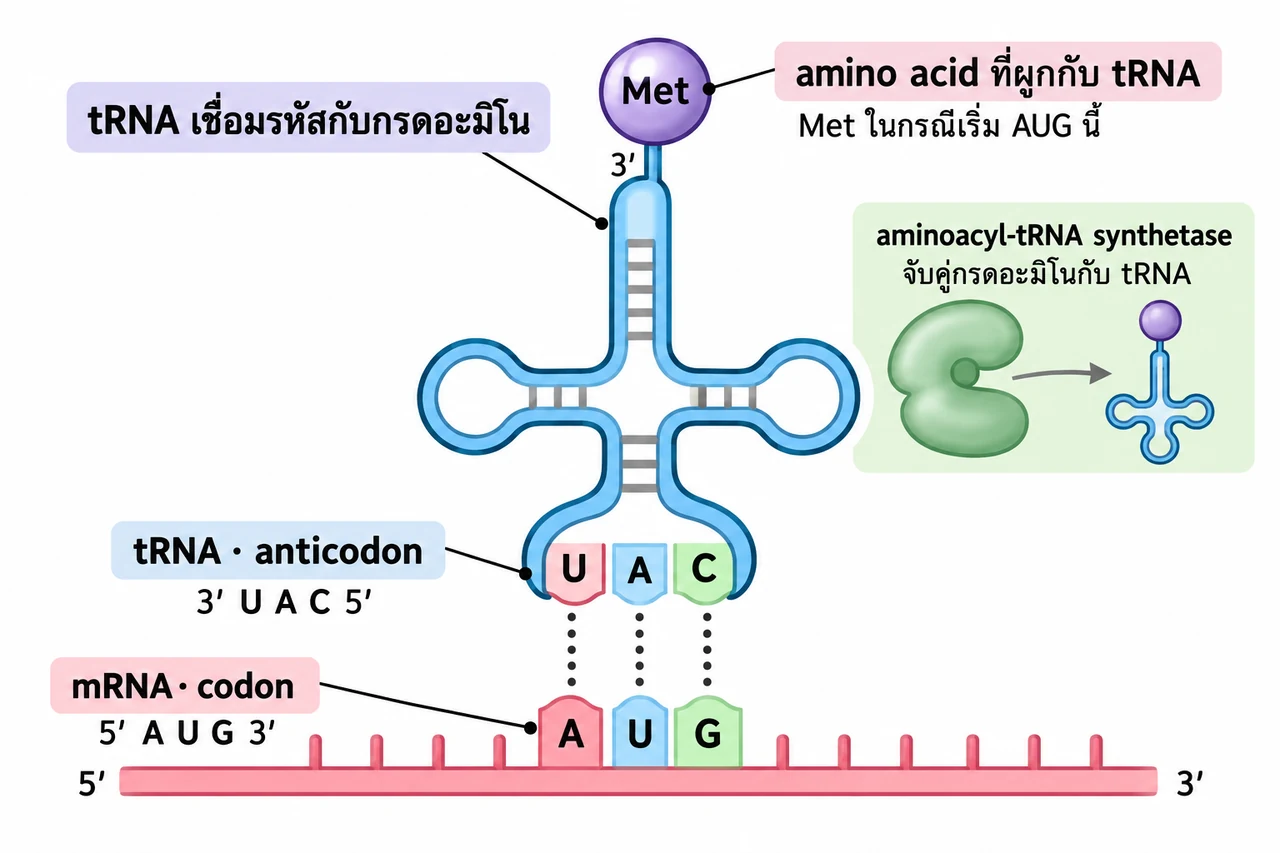 tRNA รูปใบโคลเวอร์ใช้ anticodon 3′ UAC 5′ จับคู่กับ mRNA codon 5′ AUG 3′; ปลายอีกด้านบรรทุก methionine และ aminoacyl-tRNA synthetase จับคู่กรดอะมิโนกับ tRNA