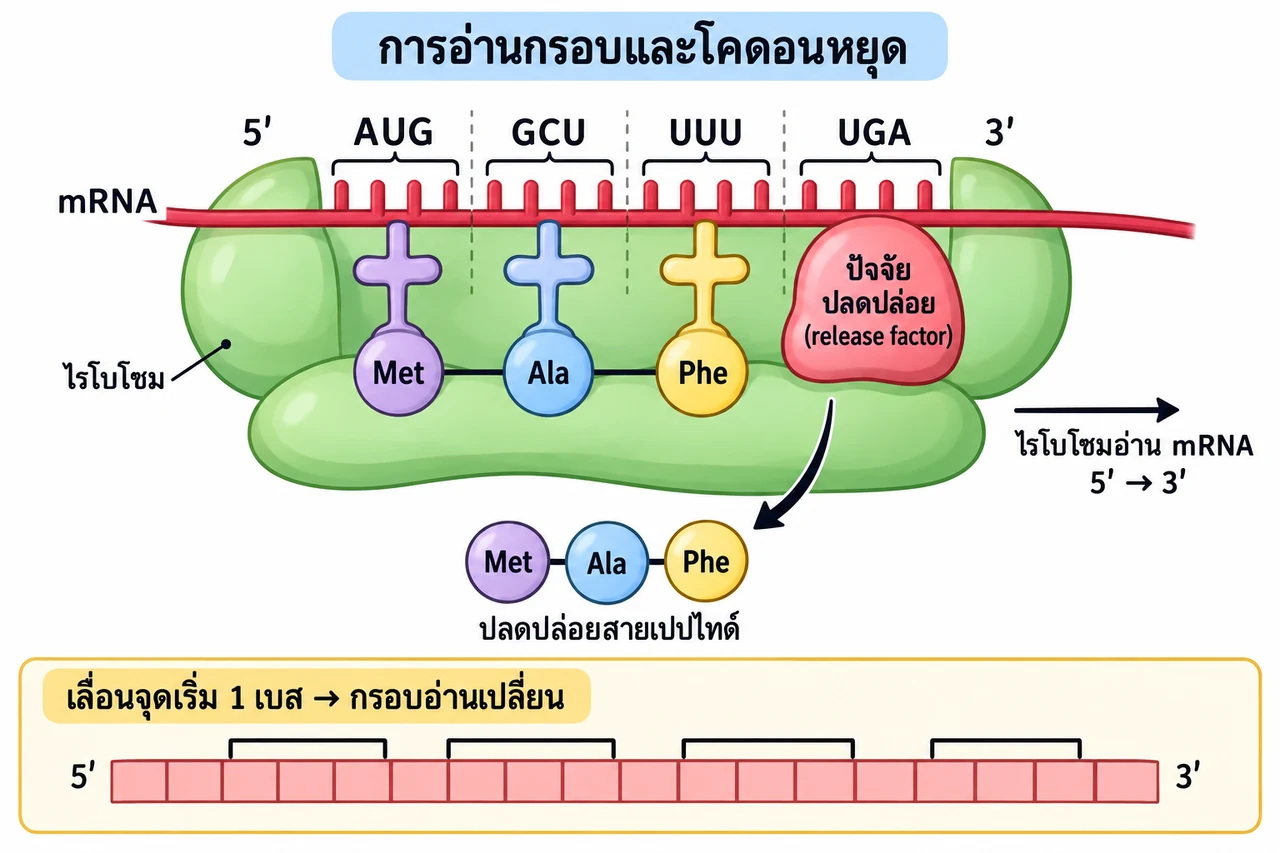 mRNA 5′ AUG GCU UUU UGA 3′ แบ่งเป็น codons AUG, GCU, UUU และ UGA; สาม codon แรกให้ Met, Ala, Phe ส่วน UGA จับ release factor และยุติการแปล; แถบล่างแสดงว่าการเลื่อนกรอบหนึ่งเบสเปลี่ยนกลุ่มสามเบส