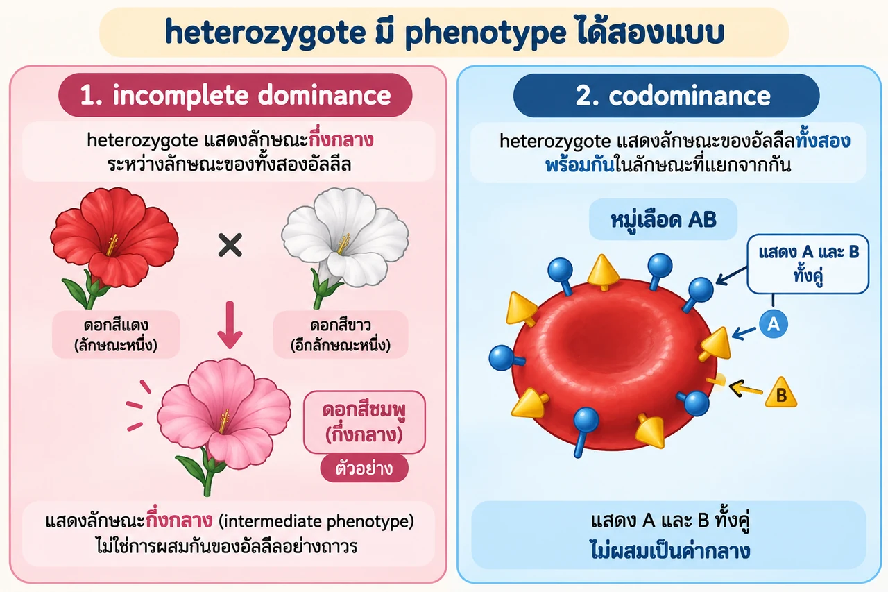 ด้านซ้ายดอกสีแดงและดอกสีขาวนำไปสู่ดอกสีชมพูซึ่งเป็น phenotype กึ่งกลาง; ด้านขวาเม็ดเลือดหมู่ AB มีแอนติเจน A และ B แยกกันบนผิว แสดงร่วมกันไม่ผสมเป็นค่ากลาง