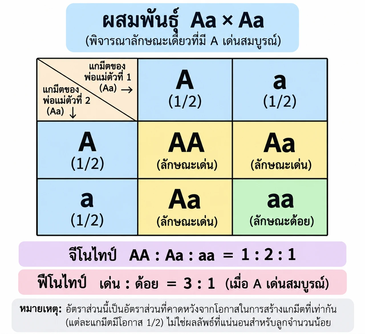 แถว A และ a กับคอลัมน์ A และ a ให้ AA, Aa, Aa และ aa; แต่ละ gamete มีโอกาส 1/2 จีโนไทป์เป็น 1:2:1 และฟีโนไทป์เด่นต่อด้อยเป็น 3:1 เมื่อ A เด่นสมบูรณ์