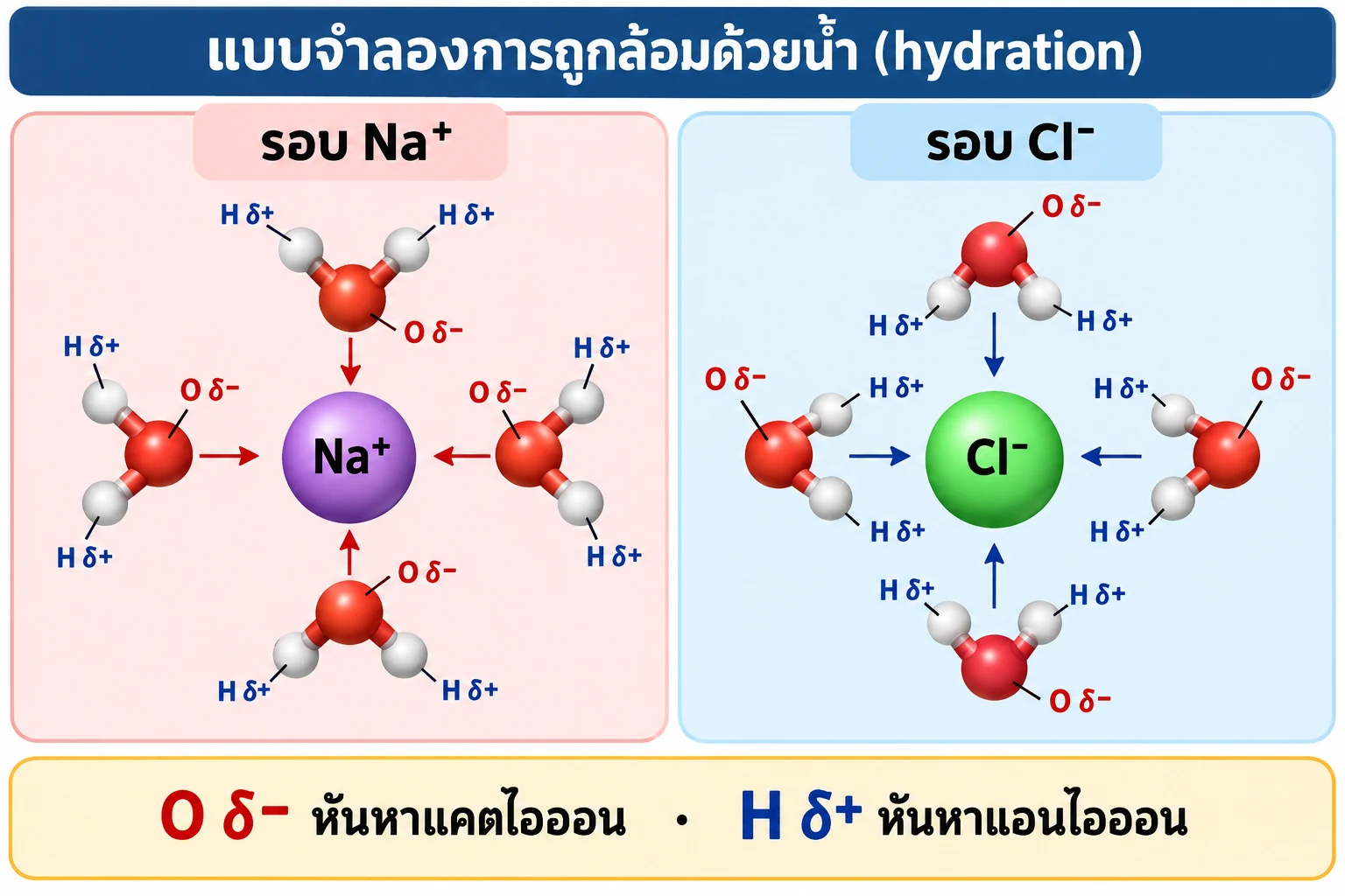 สองแผงแสดงโมเลกุล H₂O รอบ Na⁺ และ Cl⁻; ฝั่ง Na⁺ จัดด้าน O δ− เข้าหาไอออน ส่วนฝั่ง Cl⁻ จัดด้าน H δ+ เข้าหาไอออน