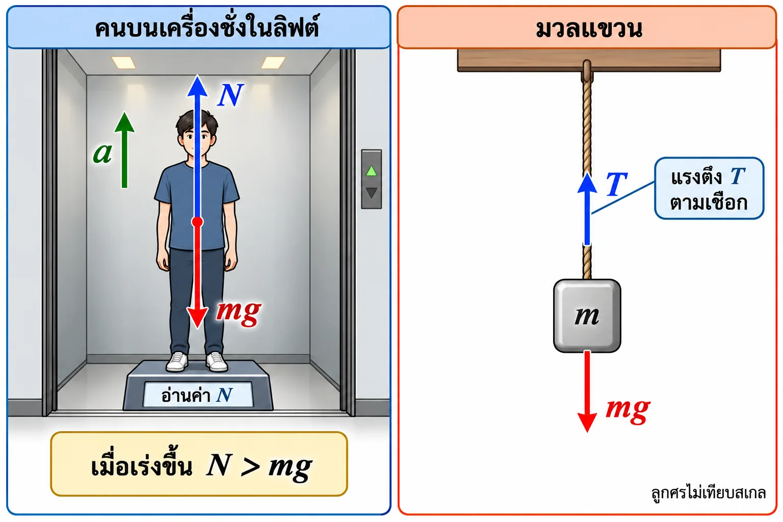 คนบนเครื่องชั่งในลิฟต์เร่งขึ้นมี N ชี้ขึ้น mg ลงและอ่านค่า N โดย N>mg; แผงมวลแขวนแสดง T ขึ้นตามเชือกและ mg ลง